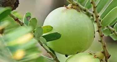 Indian gooseberry, amla berry