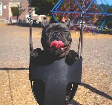 French bulldog sitting in swing