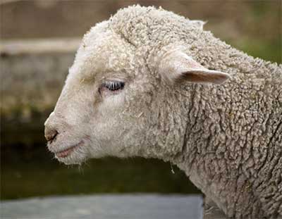 passover lamb