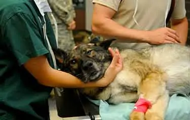 German Shepherd treated at veterinarian's office