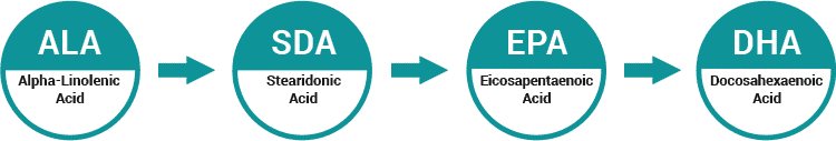 ALA conversion process to EPA and DHA