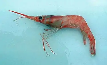 arctic shrimp