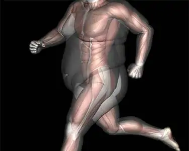 computer model of fat over muscle