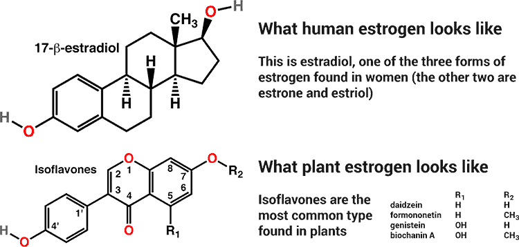 Estrogen Foods List 50 High Natural Phytoestrogen Sources – Superfoodly