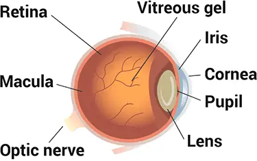 parts of human eyeball