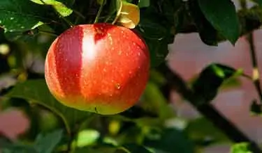 manzana colgada del árbol