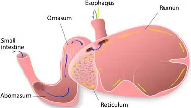 ruminant stomach