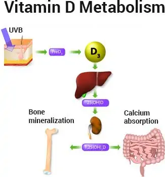 vitamin D metabolism