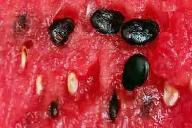 raw watermelon seeds