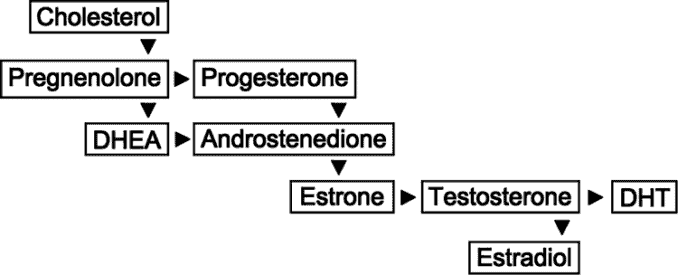 dhea-conversion-process-to-testosterone-and-estrogen-superfoodly