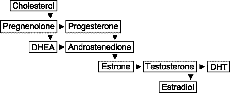 DHEA conversion process to testosterone and estrogen