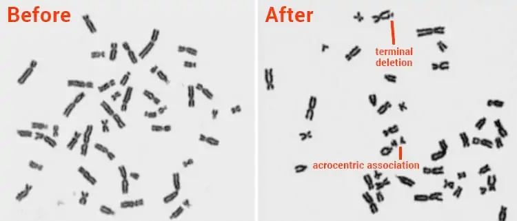 DNA damage after avocado treatment