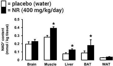 NAD+ levels in brain, muscle, liver