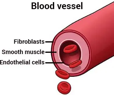 diagram over celletyper i blodkar 