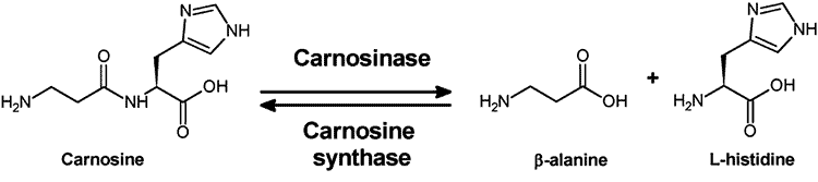 Carnosinase-Umwandlungsprozess von L-Carnosin zu Beta-Alanin und Histidin