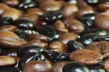 light and dark roast coffee beans