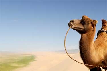 desert camel