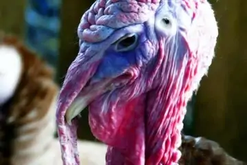 closeup photo of turkey's face