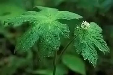 goldenseal plant