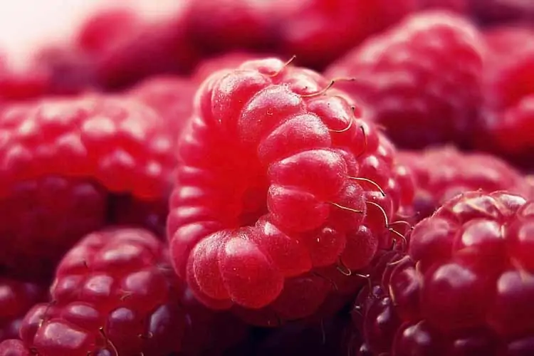 red raspberry closeup photo