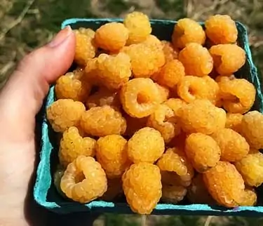 pint of freshly picked yellow raspberries