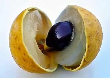 inside of fresh longan fruit cut open