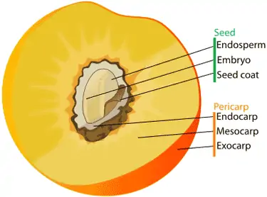 diagram showing parts of seed and pericarp