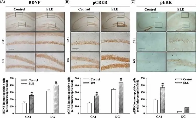 neurological effects of longan fruit on tested mice