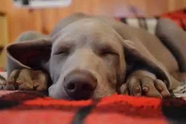 dog sleeping on floor