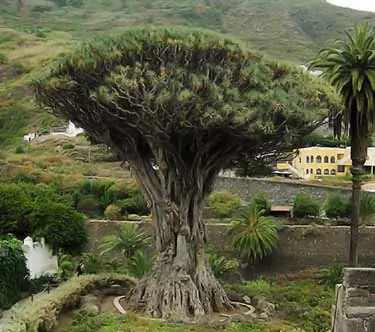 dracaena draco tree