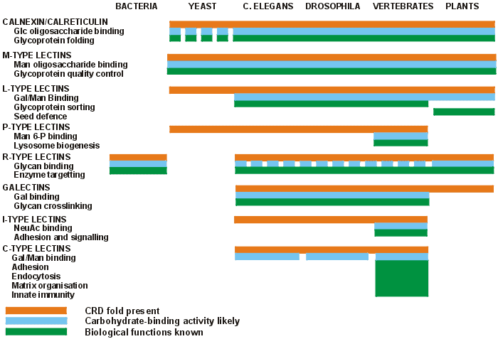 High Lectin Foods Chart