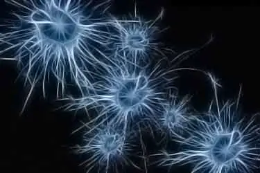 neurons, brain cells