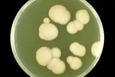 Candida albicans under microscope