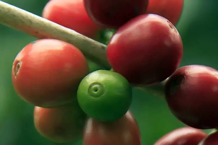 coffee cherries on tree