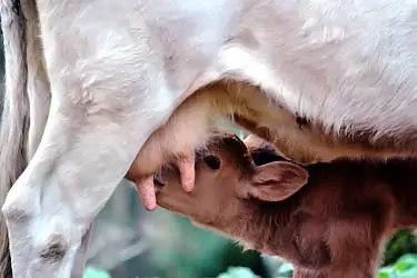 cow breastfeeding baby calf