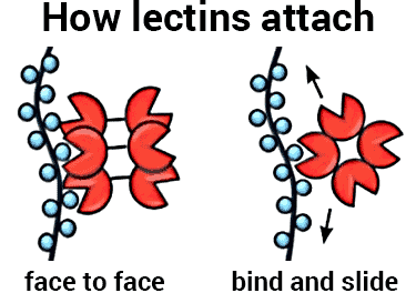 how lectins work