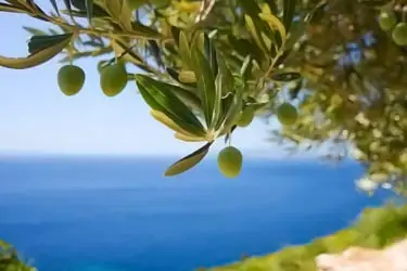 green olives hanging on tree in Mediterranean