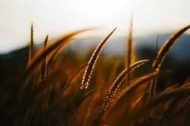 wheat field