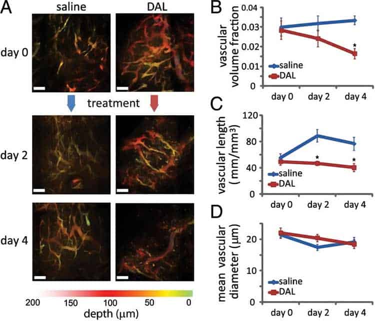 photos and graph showing antivascular benefits in tumors on mice