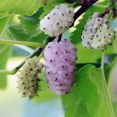 fresh mulberry on tree branch