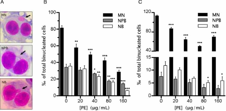 charts showing Indian gooseberry's anti-aging benefits on human DNA damage rates