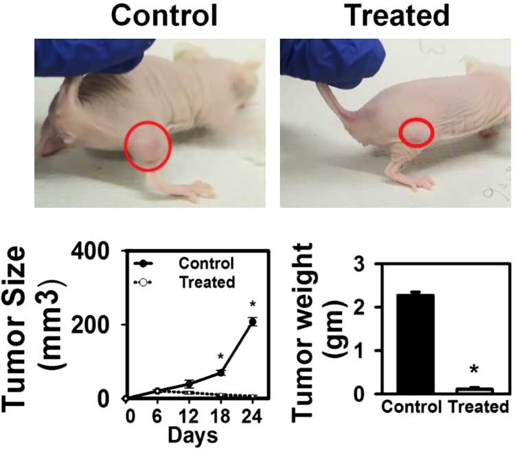 photo of mouse with smaller tumor size after amla berry treatment