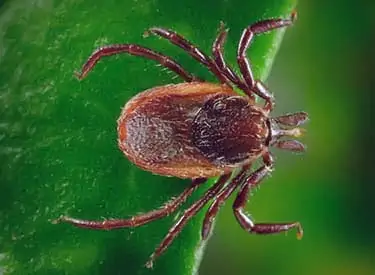 black legged deer tick