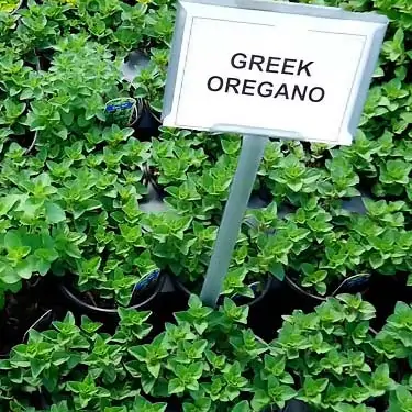 Greek oregano plant, Origanum Vulgare hirtum