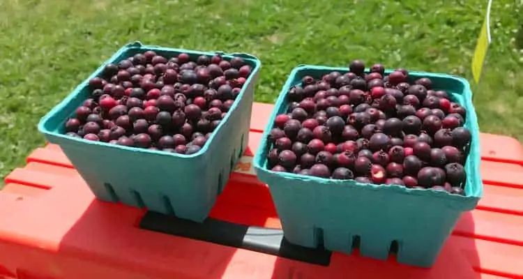 two quarts of freshly picked saskatoon berries