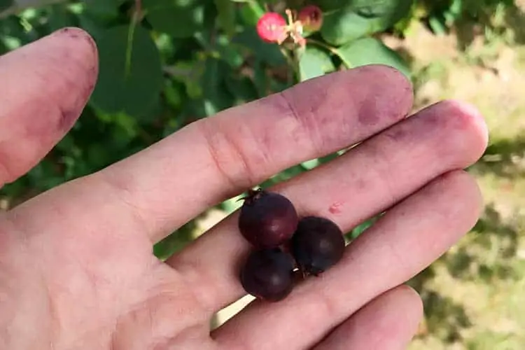 what a ripe juneberry looks like