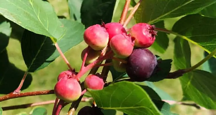 ripening juneberries growing on plant