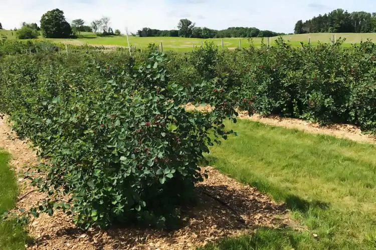 orchard of saskatoon trees