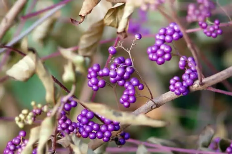 branch with beautyberries on them during fall