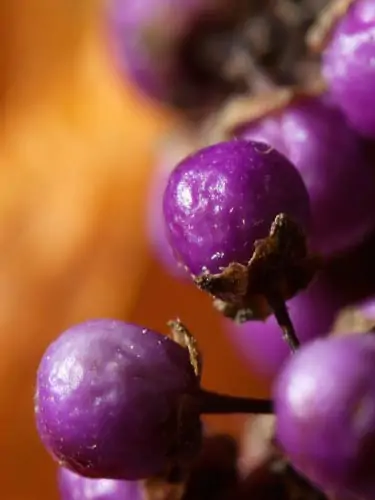 closeup photo of callicarpa fruit